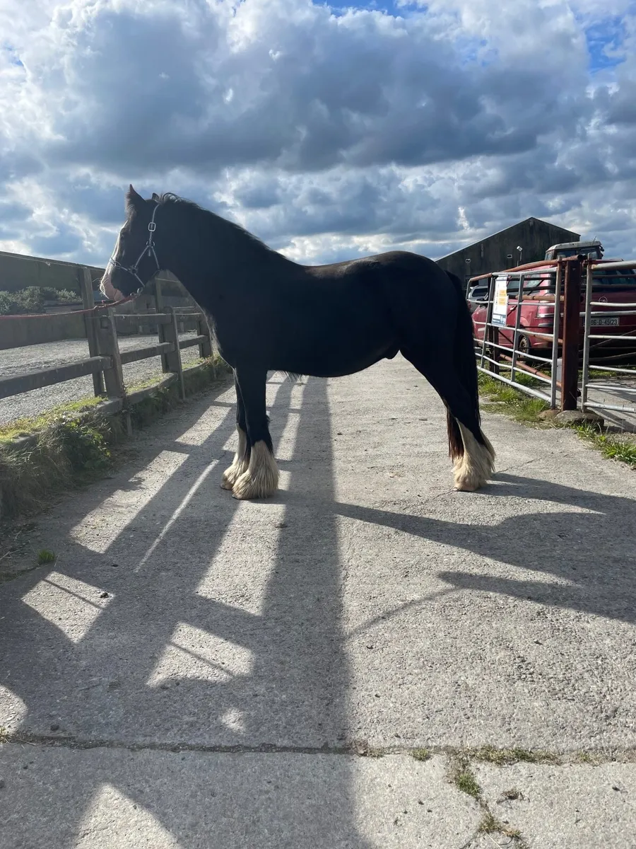 15 hands heavy cob gelding - Image 2