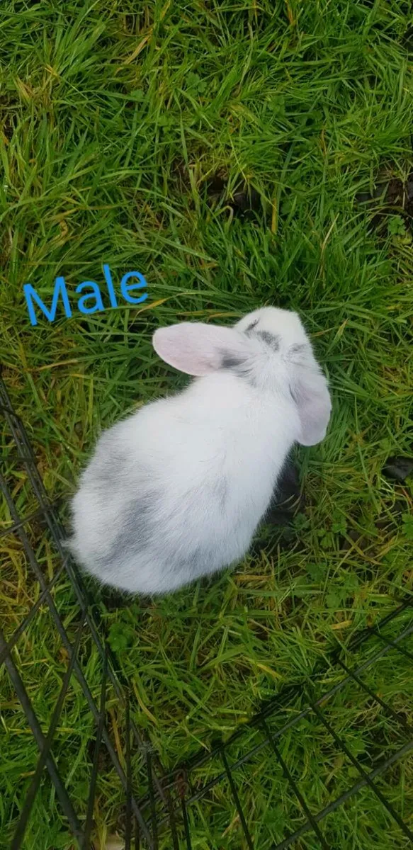 Purebred Minilop/Lop Bunnies - Image 1