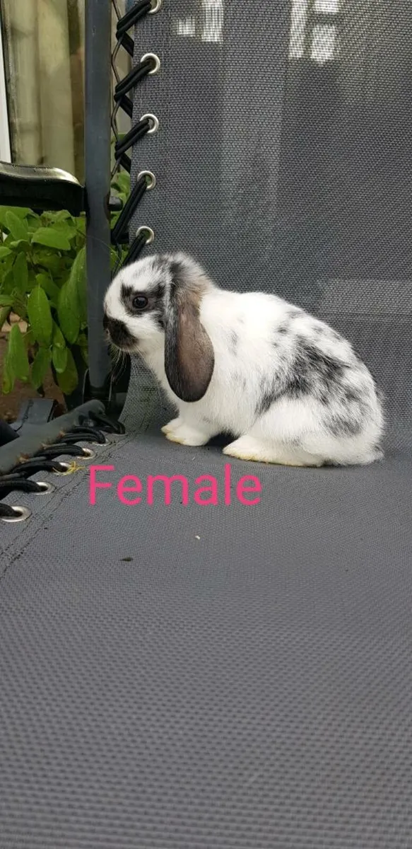 Purebred Minilop/Lop Bunnies - Image 2