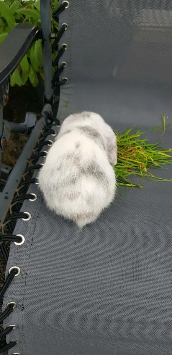 Purebred Mini lop/Lop Bunnies - Image 2