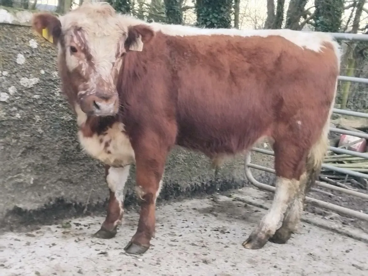 PBNR Irish Moiled Bull - Image 2