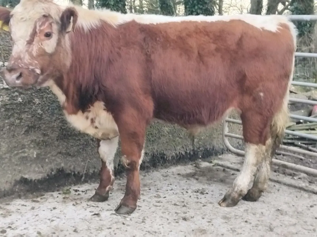 PBNR Irish Moiled Bull - Image 3