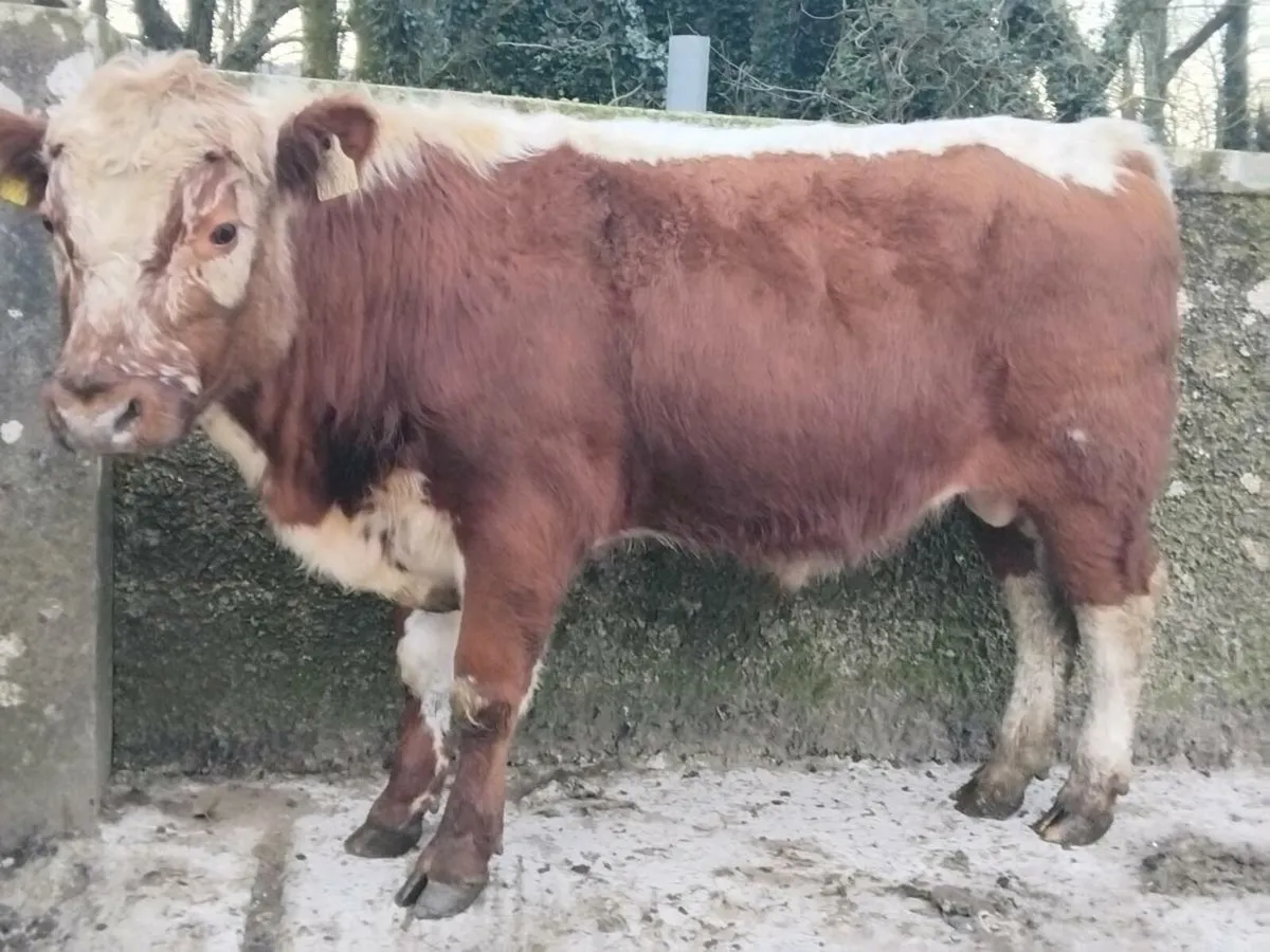 PBNR Irish Moiled Bull - Image 4