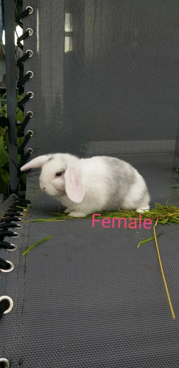 Purebred Mini lop Bunnies/rabbits - Image 3