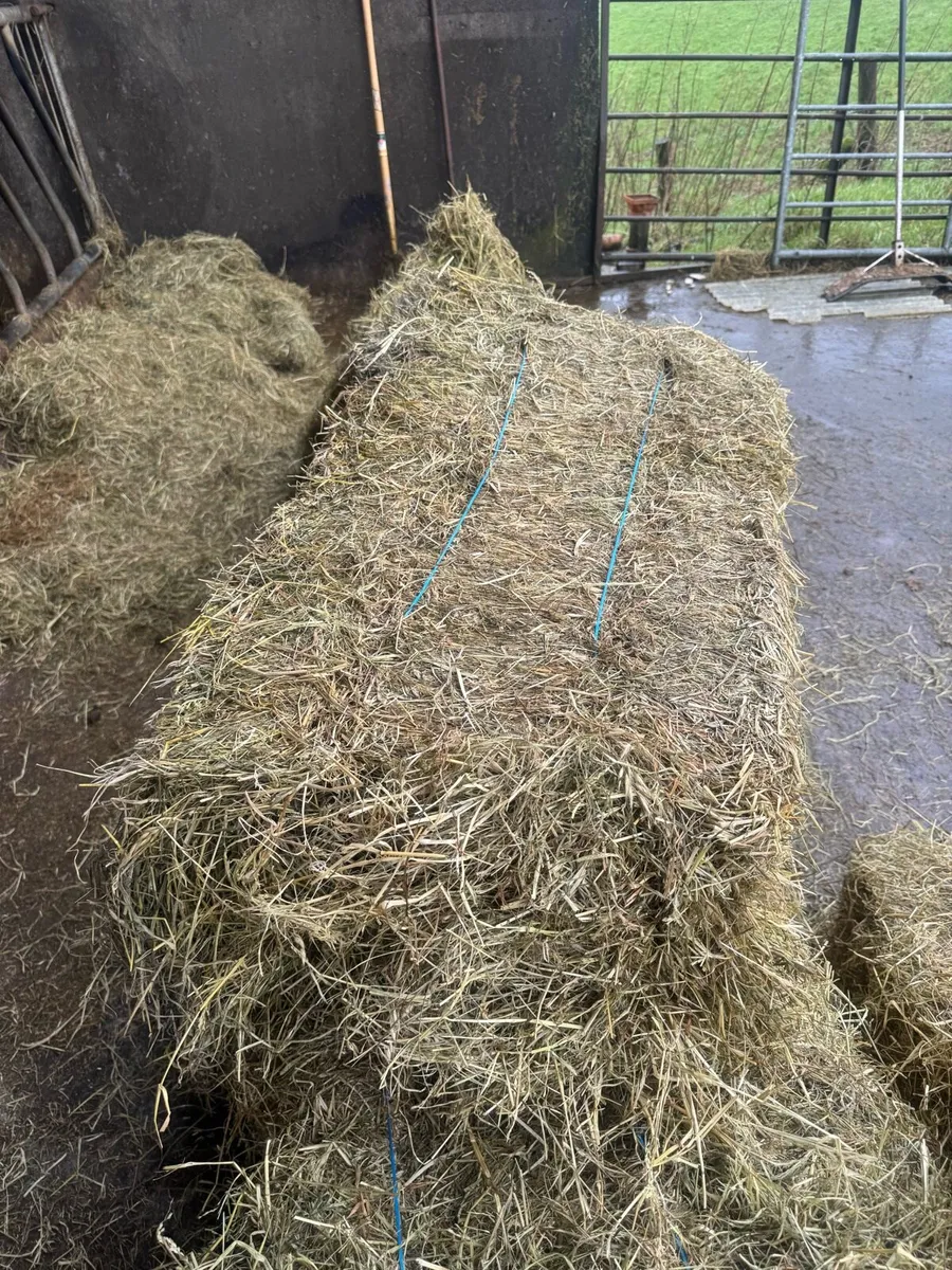 Hay for sale - Image 1