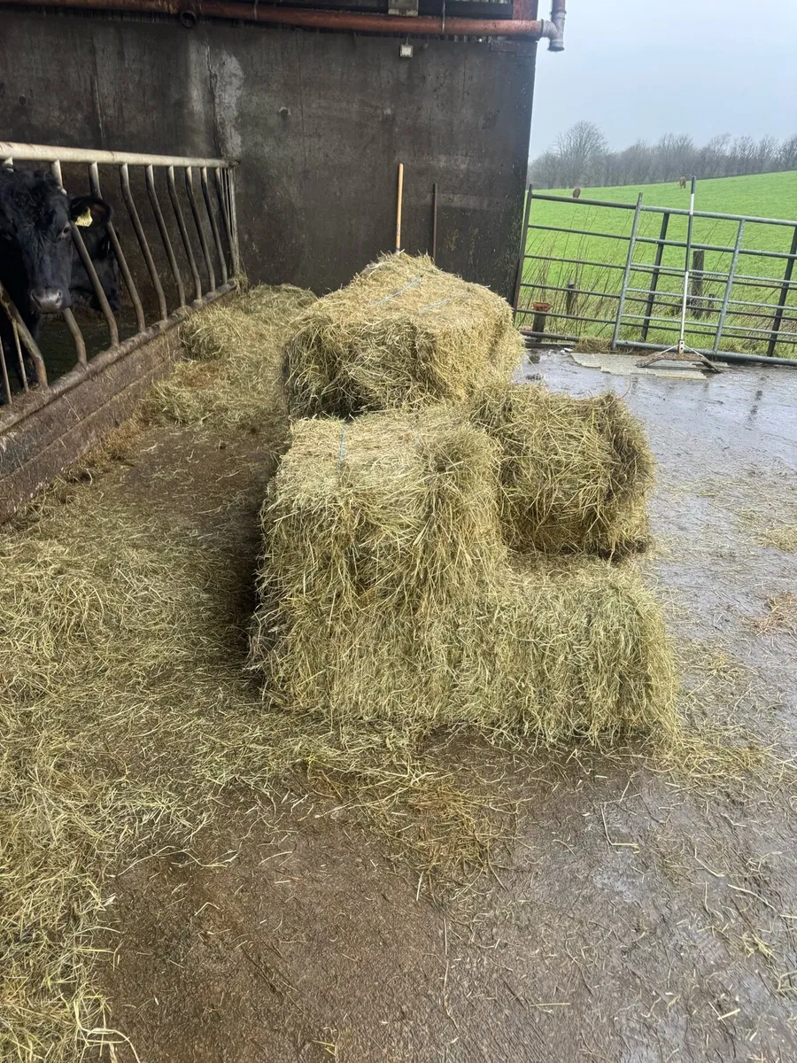 Hay for sale - Image 2