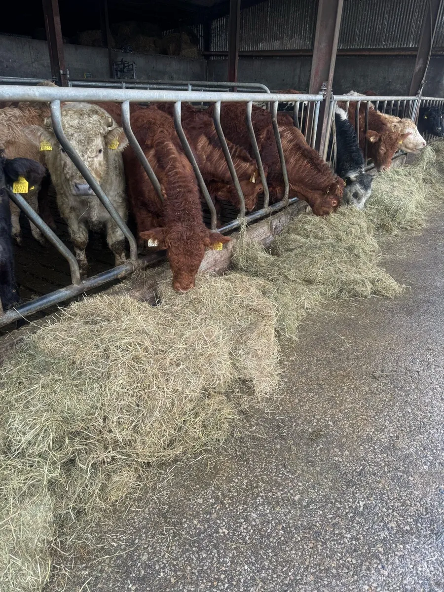 Hay for sale - Image 4