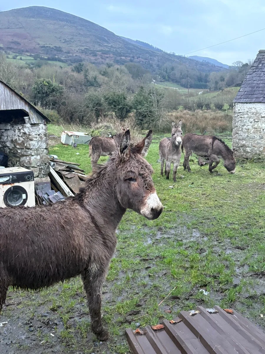 Selection of Jack Donkey - Image 4