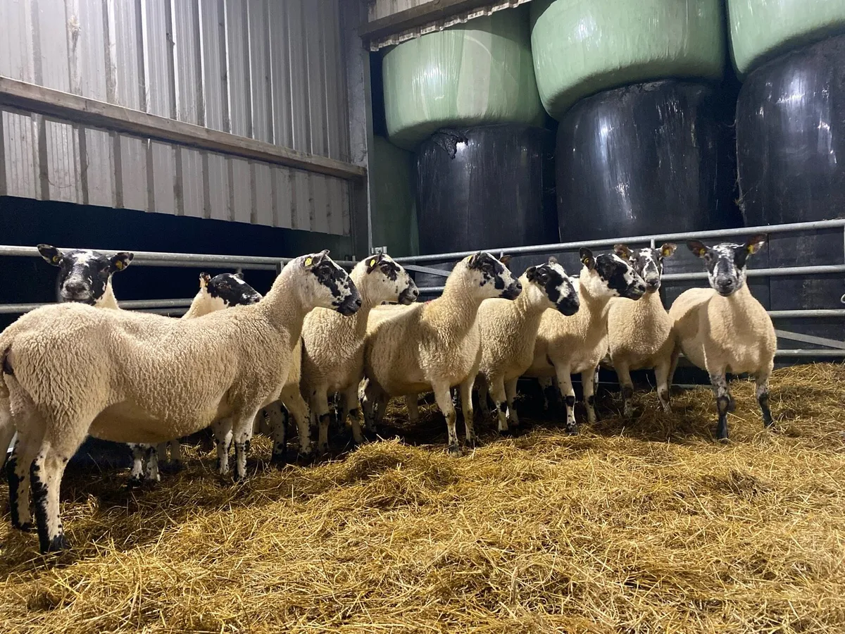 In-Lamb Mule Shearling Ewes / Reserved - Image 3