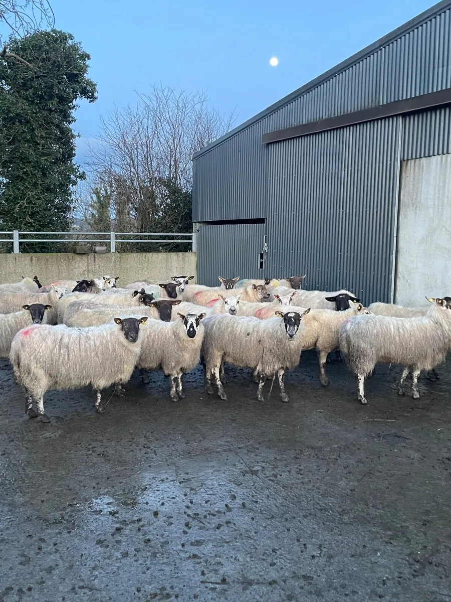 Inlamb ewes - Image 2