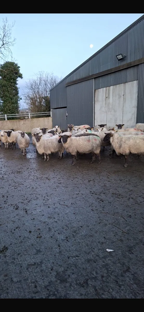 Inlamb ewes - Image 3