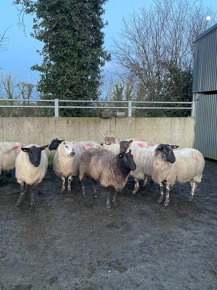 Inlamb ewes - Image 4