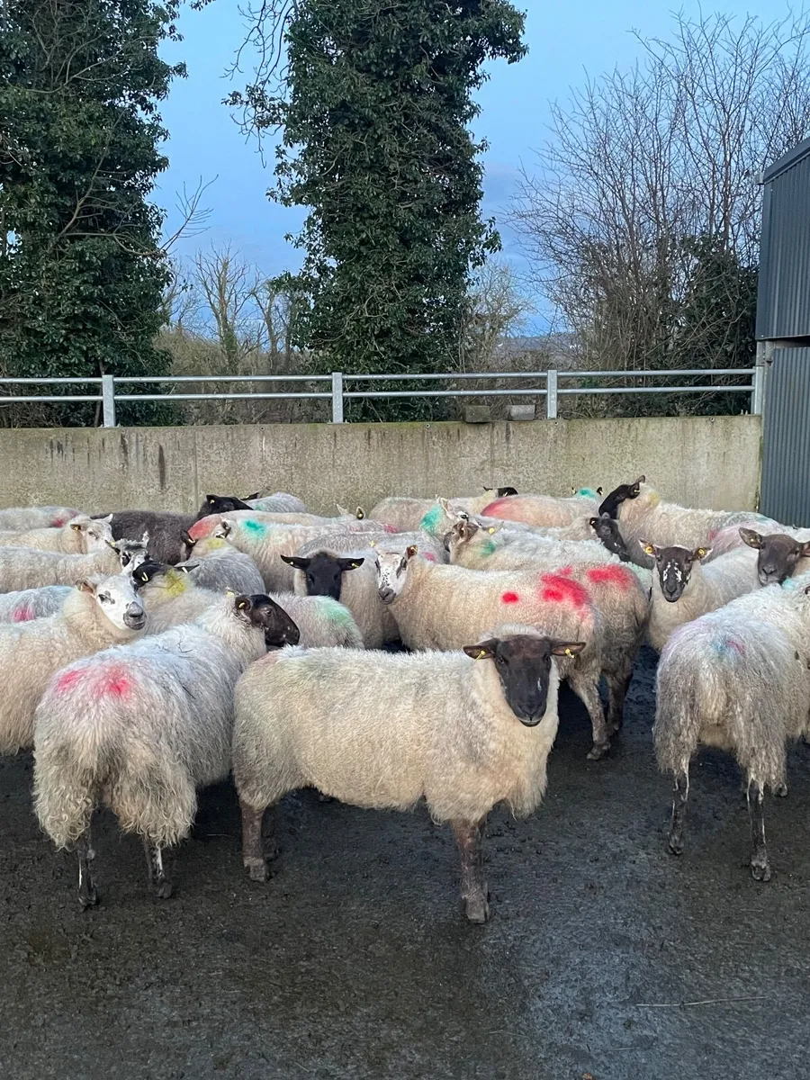 Inlamb ewes - Image 1