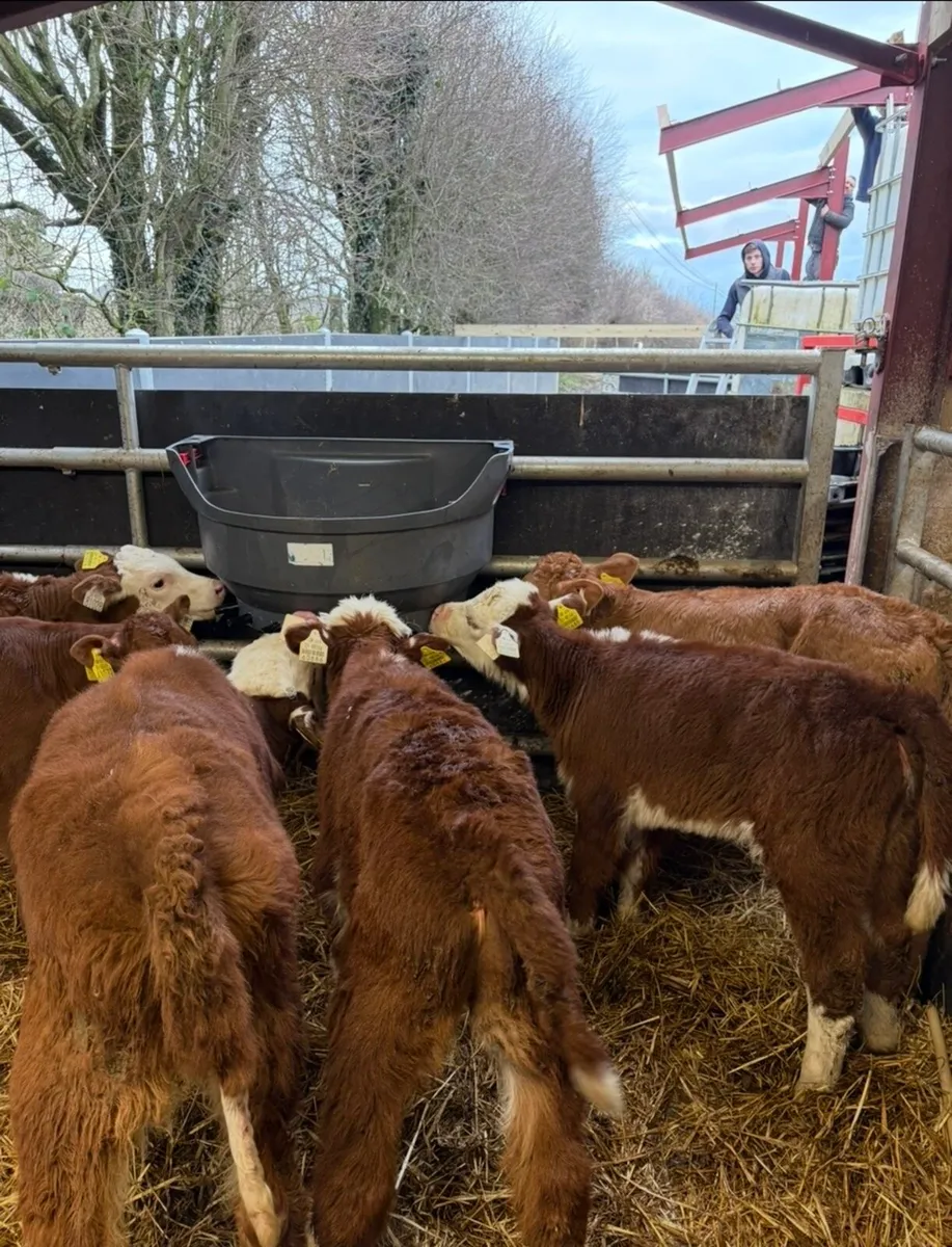 5 super continental calves - Image 2