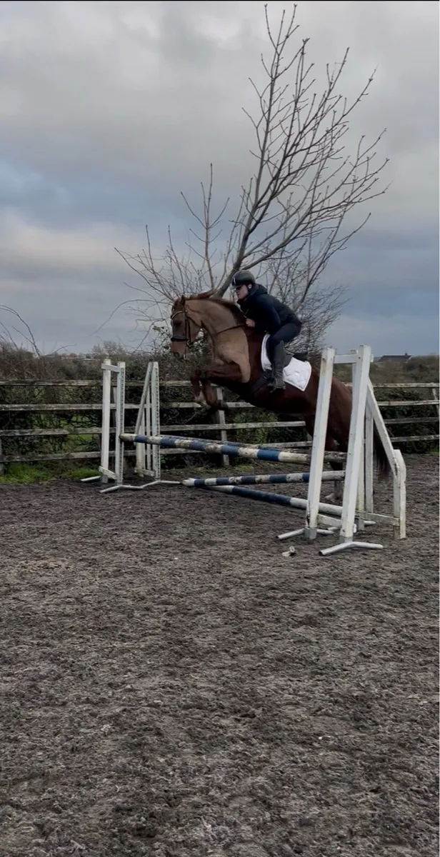 Super 4-Year-Old Eventing prospect Mare - Image 1