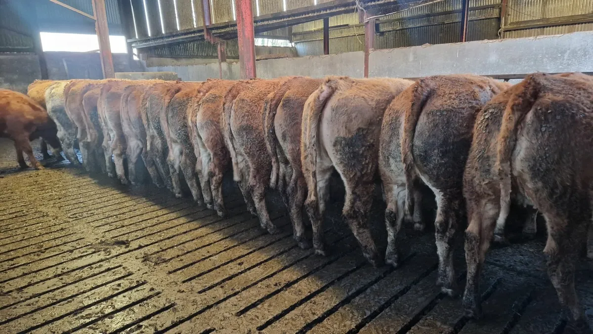 In-Calf LMX Heifers - Ballinasloe Mart Sat 07 Feb - Image 1