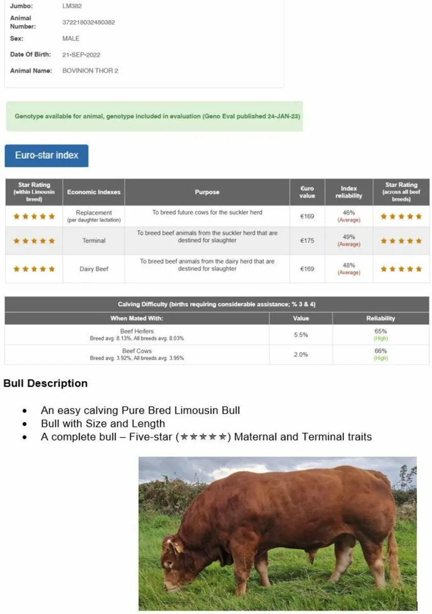 In-Calf LMX Heifers - Ballinasloe Mart Sat 07 Feb - Image 2