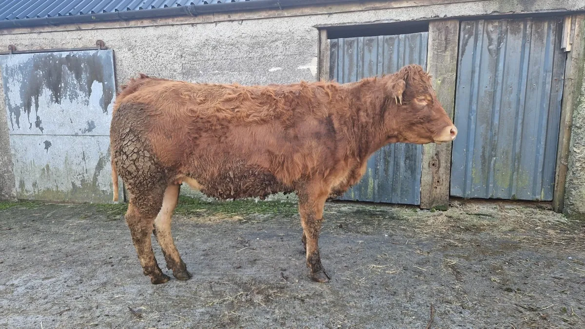 In-Calf LMX Heifers - Ballinasloe Mart Sat 07 Feb - Image 4