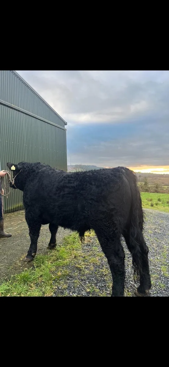 Purebred Angus Bull 18 mths - Image 2