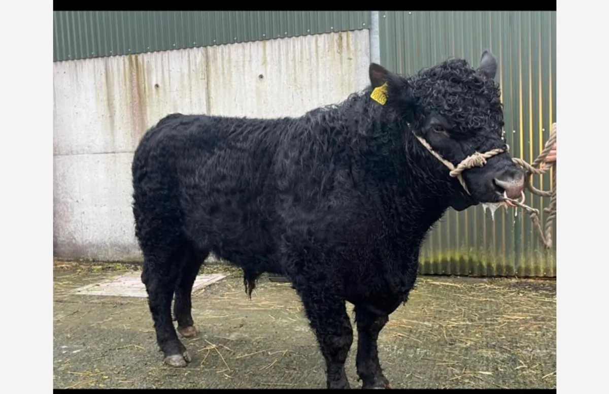 Purebred Angus Bull 18 mths - Image 3