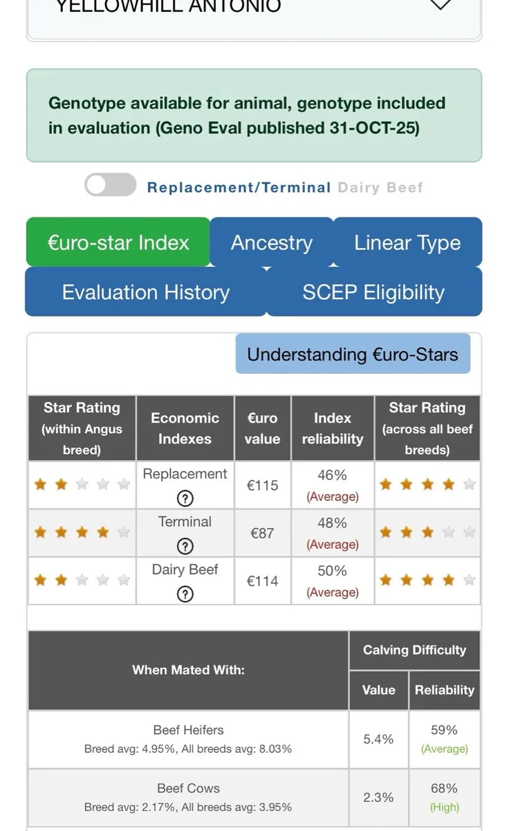 Purebred Angus Bull 18 mths - Image 4