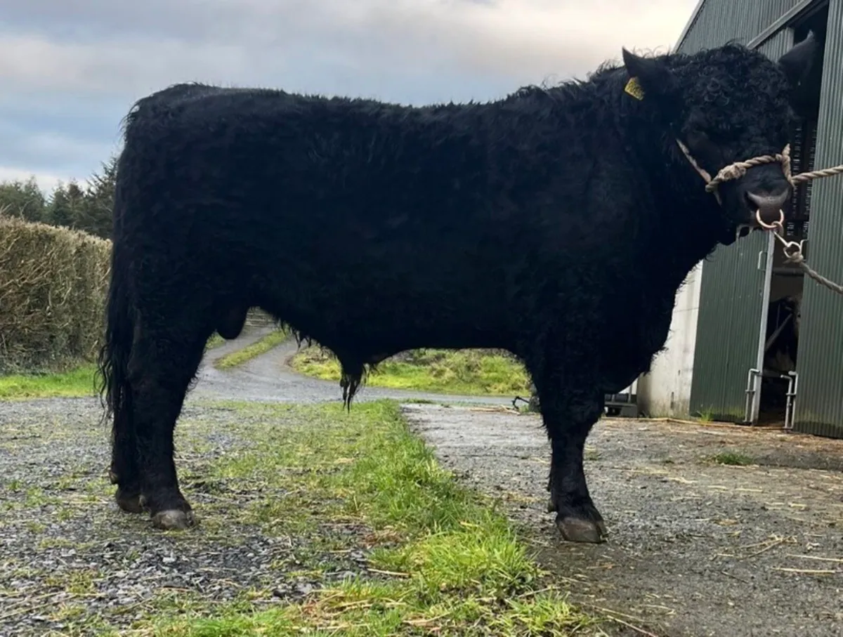 Purebred Angus Bull 18 mths - Image 1