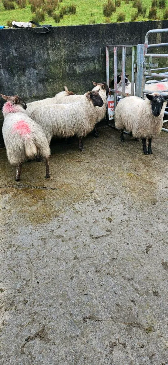 Suffolk/cheviot Hoggets - Image 1