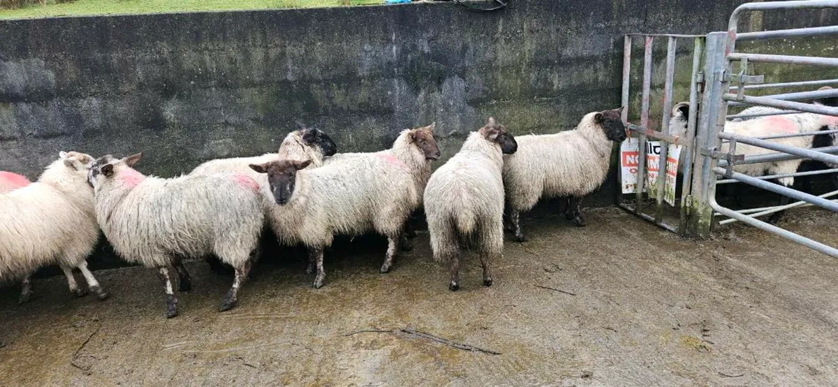 Suffolk/cheviot Hoggets - Image 2