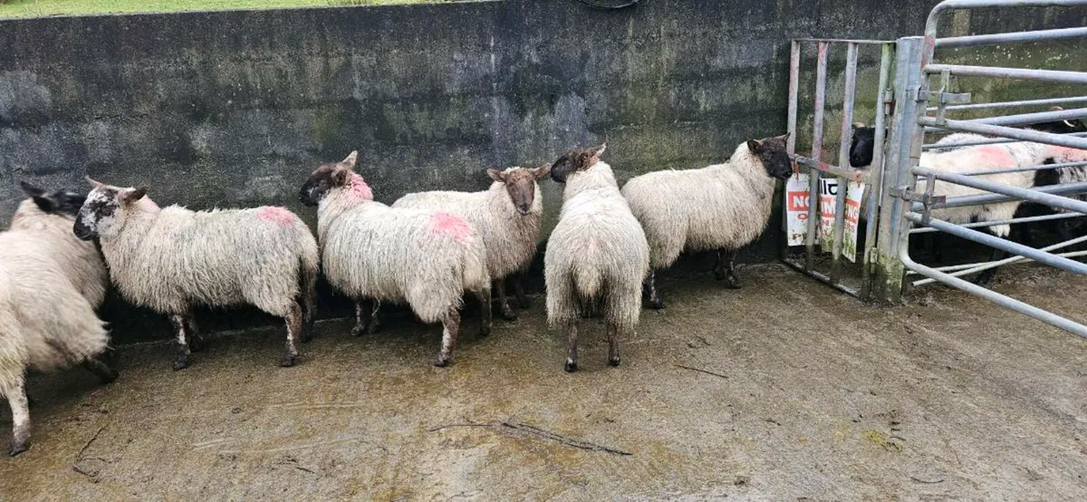 Suffolk/cheviot Hoggets - Image 3