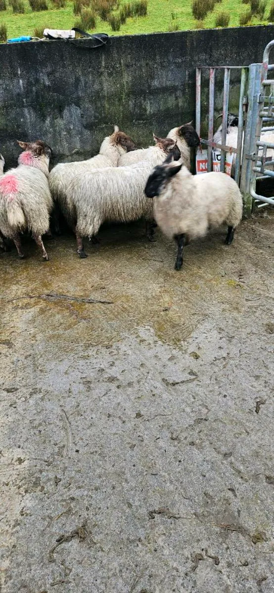 Suffolk/cheviot Hoggets - Image 4