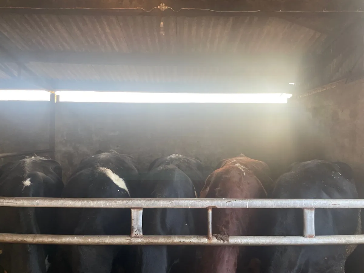 Cull cows Tuam mart February 2nd 2026 - Image 1