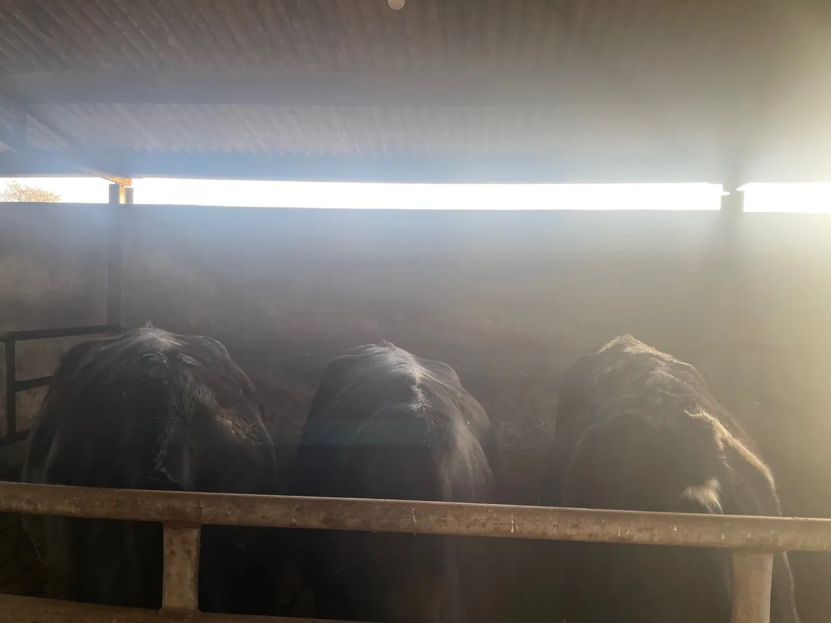 Cull cows Tuam mart February 2nd 2026 - Image 2