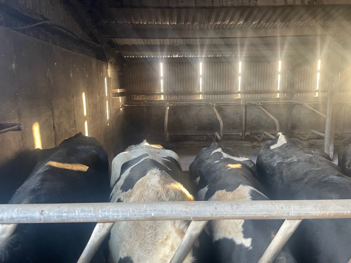 Cull cows Tuam mart February 2nd 2026 - Image 3