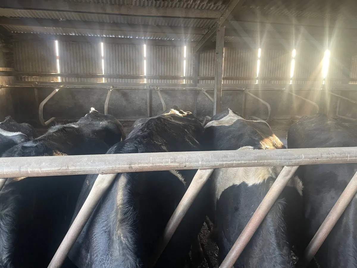 Cull cows Tuam mart February 2nd 2026 - Image 4