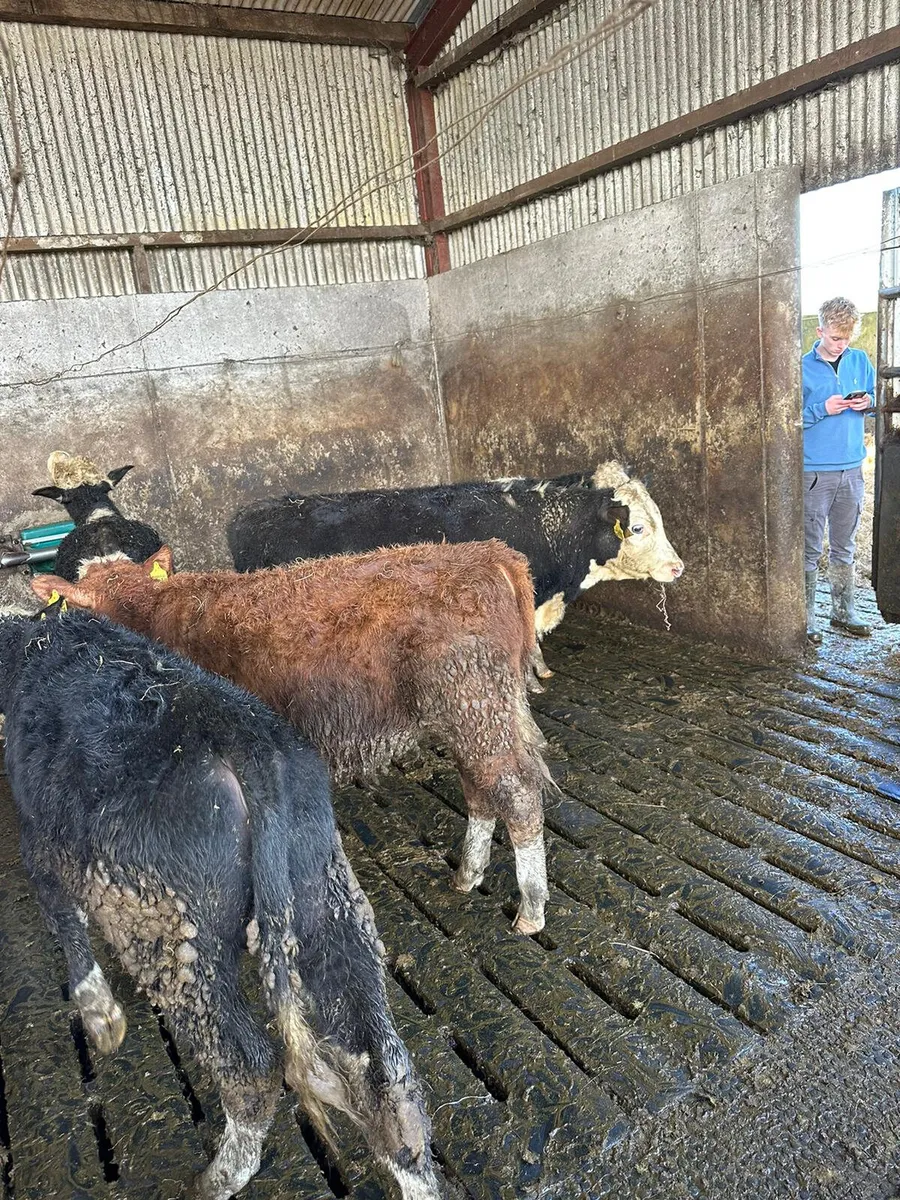 Hereford bullocks - Image 4