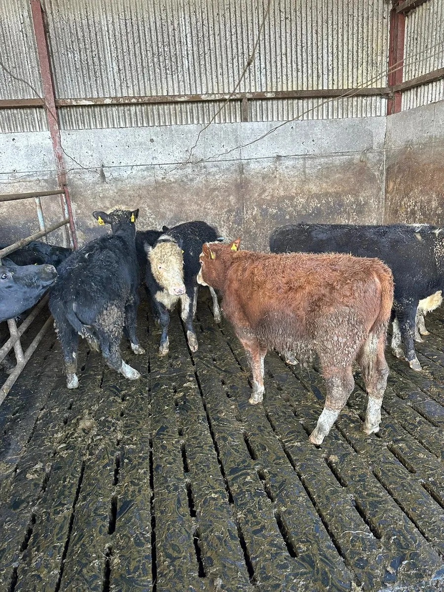 Hereford bullocks - Image 3