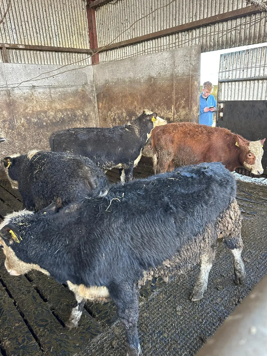 Hereford bullocks - Image 1