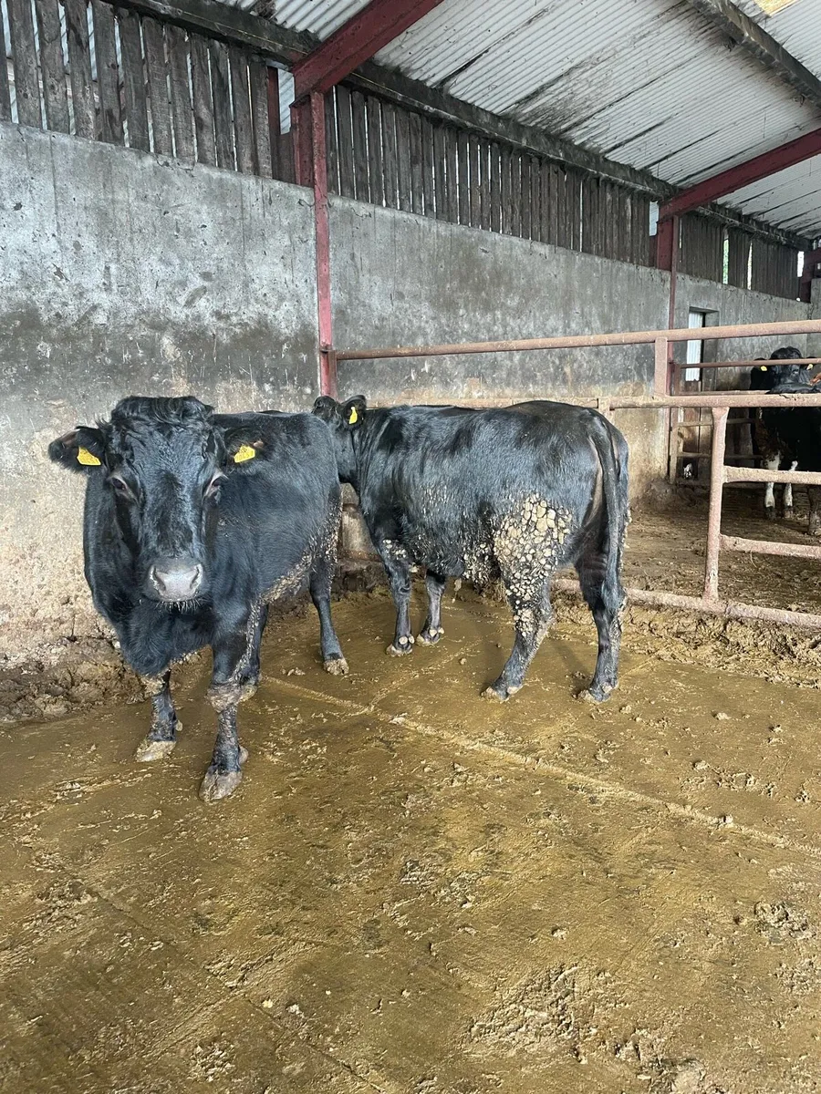 Pedigree Dexter Cow and Heifer - Image 1