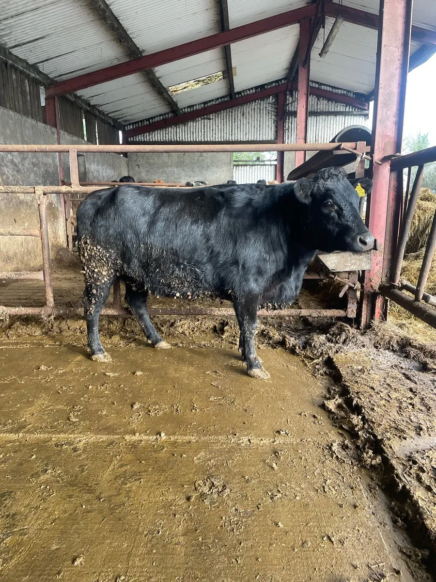 Pedigree Dexter Cow and Heifer - Image 2