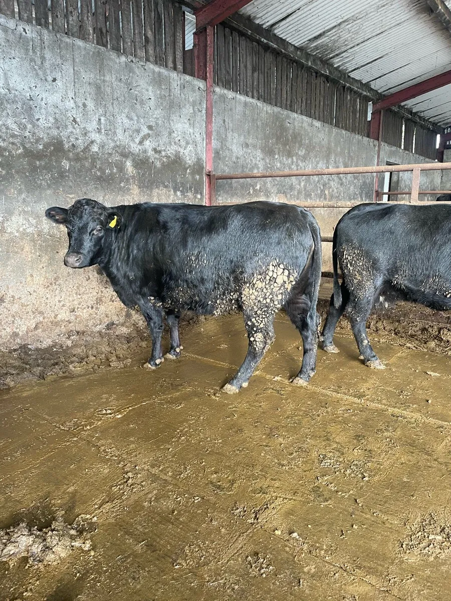 Pedigree Dexter Cow and Heifer - Image 4
