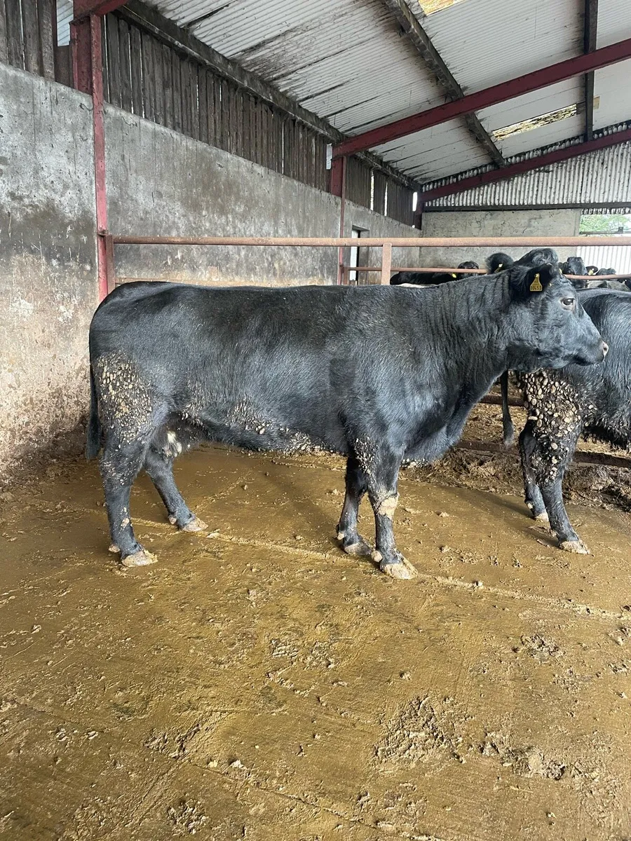 Pedigree Dexter Cow and Heifer - Image 3