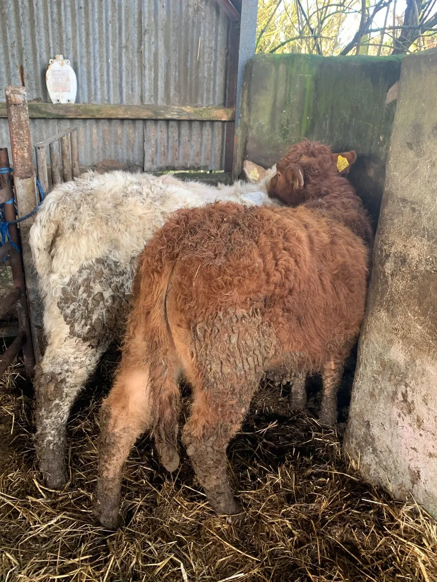 4 Lovely Quality Heifer weanlings for sale - Image 3