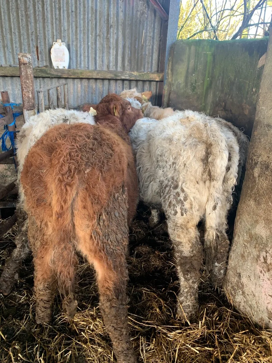 4 Lovely Quality Heifer weanlings for sale - Image 4