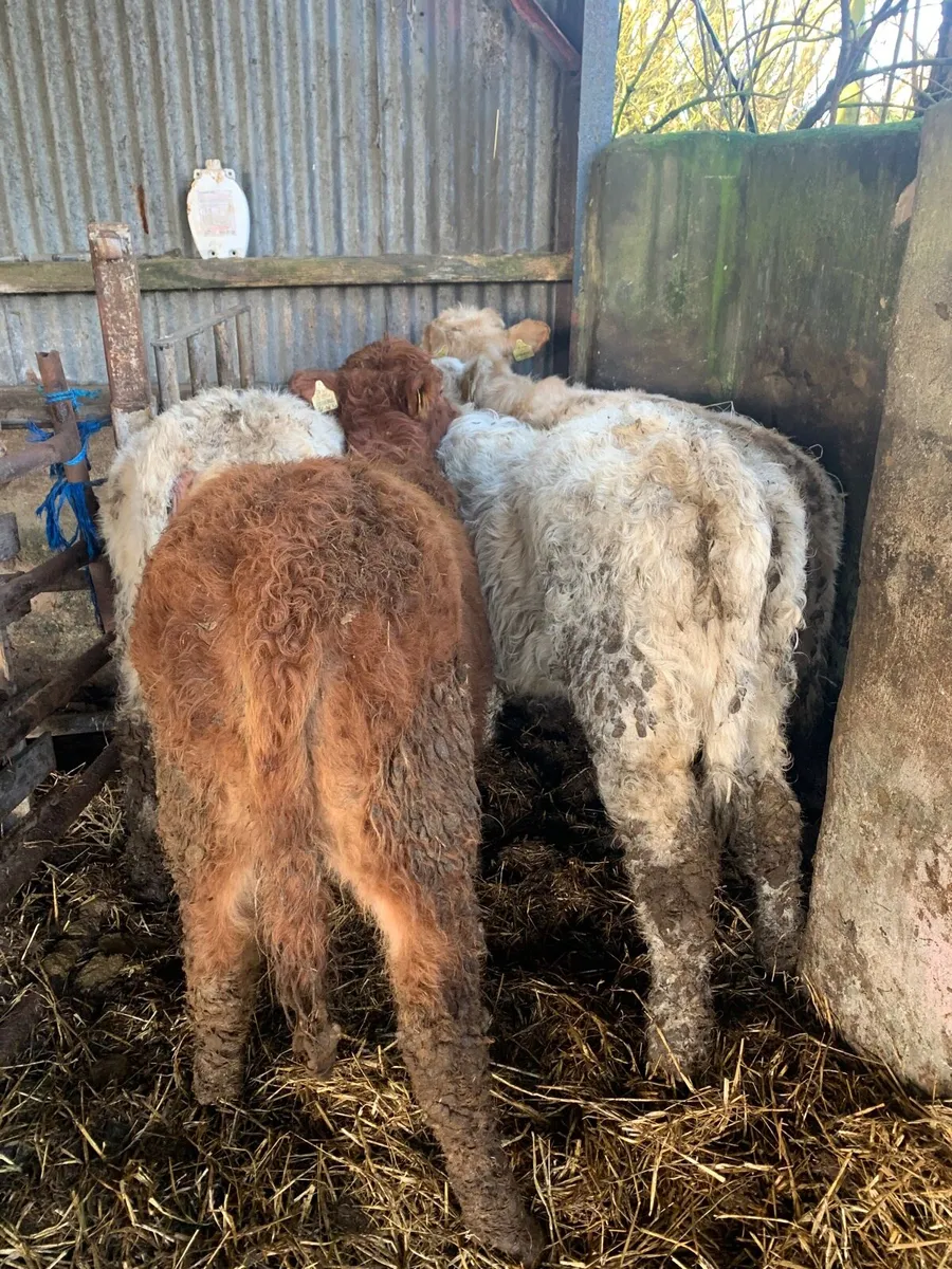 4 Lovely Quality Heifer weanlings for sale - Image 1