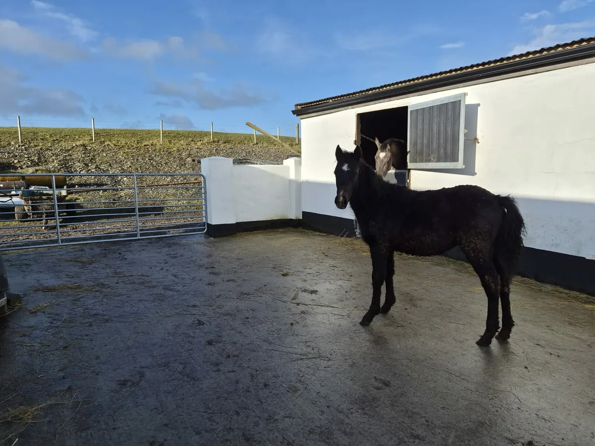 Connemara foal - Image 3