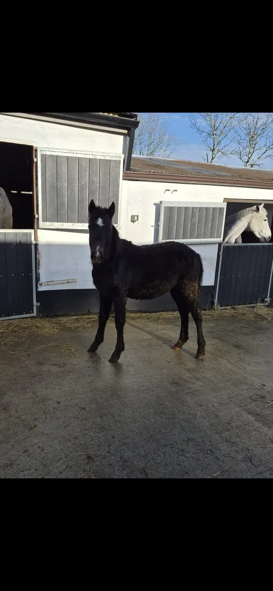 Connemara foal - Image 1