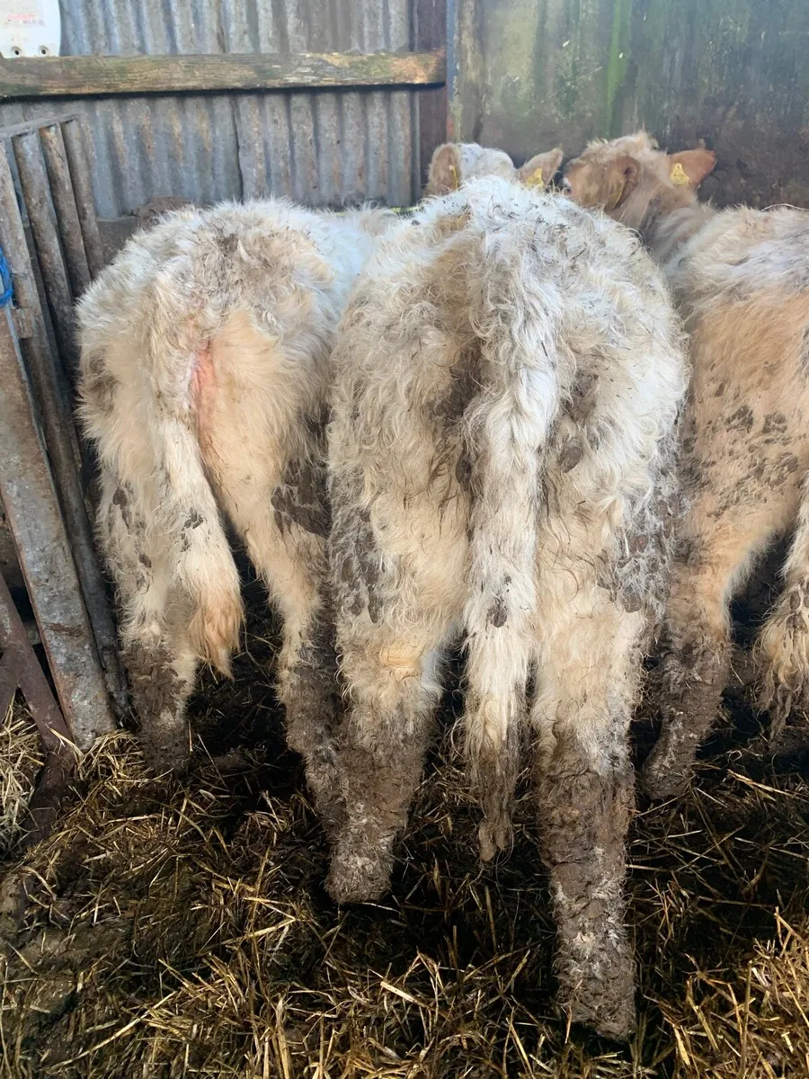 4 Lovely Quality Heifer weanlings for sale - Image 2