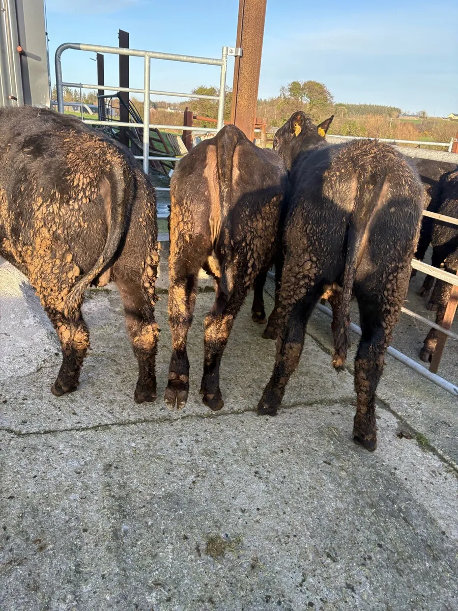 Angus lmx heifers - Image 2