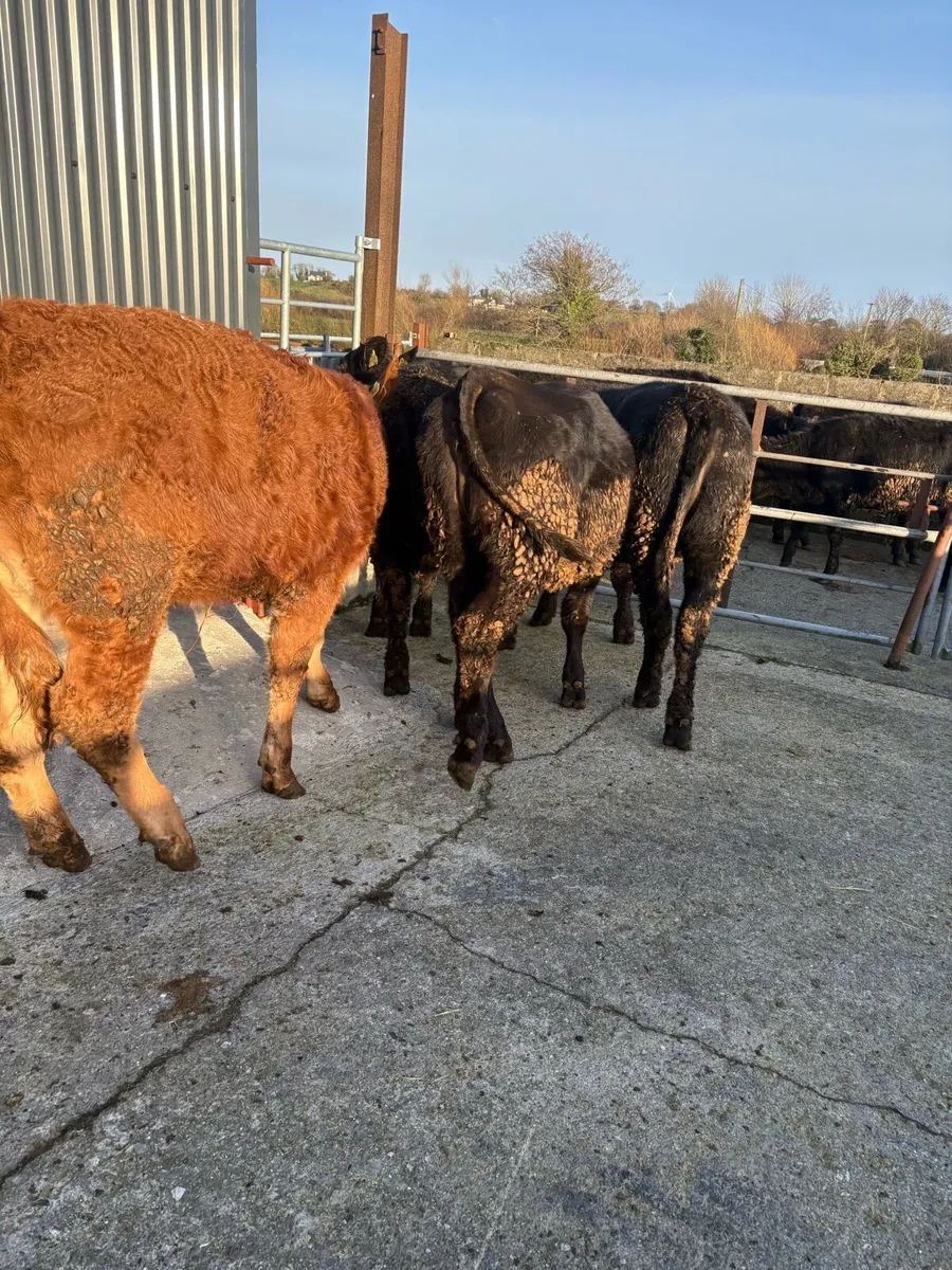 Angus lmx heifers - Image 1