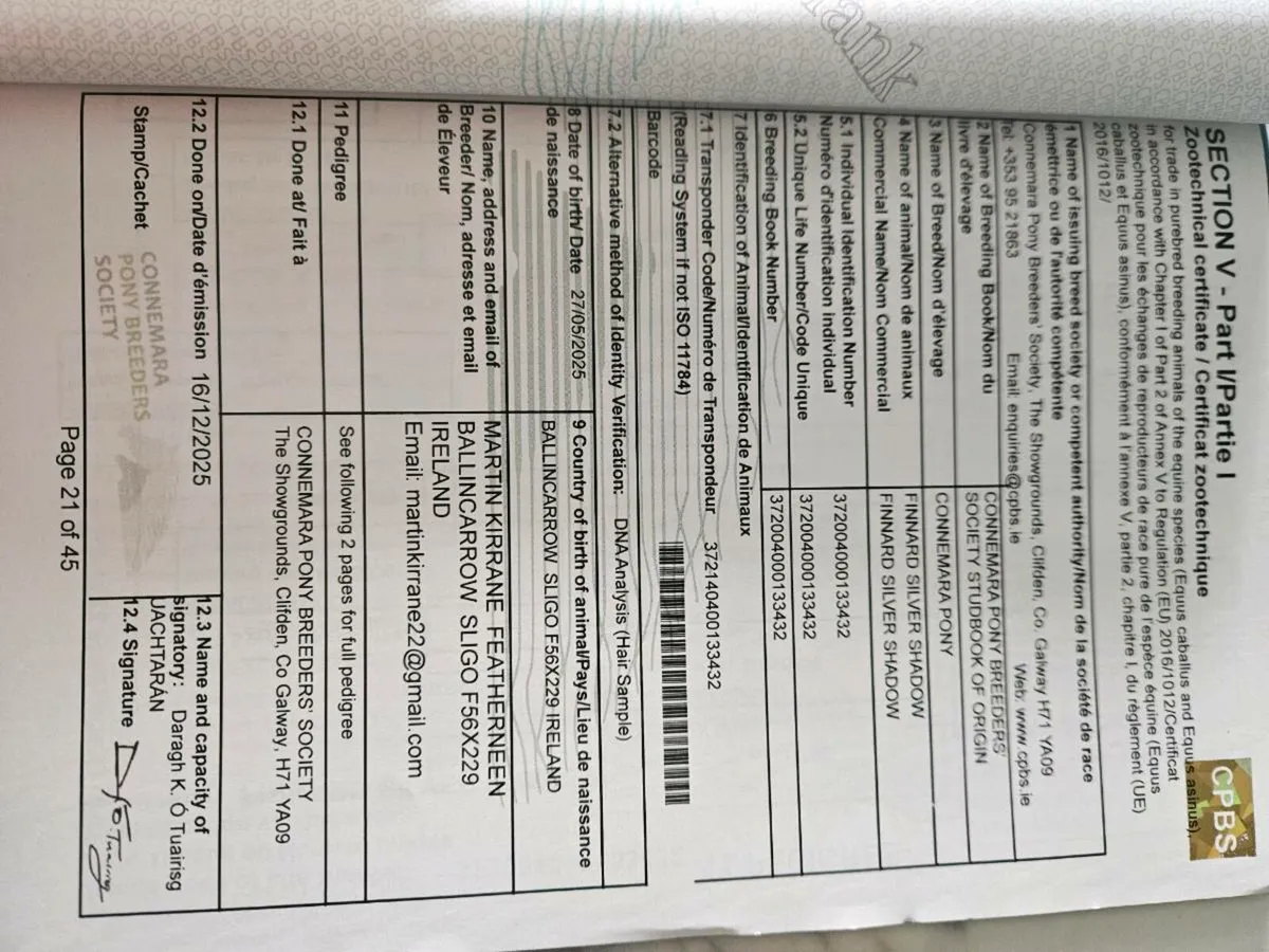 Connemara foal - Image 4